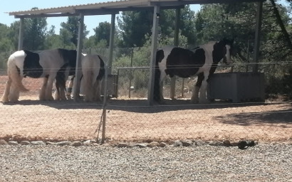 Resale - Equestrian property -
Zarra