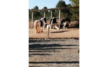 Resale - Equestrian property -
Zarra