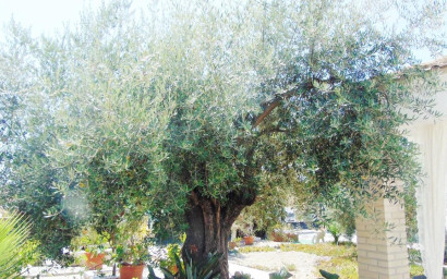 Resale - Villa -
Fortuna - FORTUNA