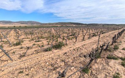 Resale - Finca / Country Property -
Yecla