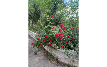 Herverkoop - Villa -
Sax