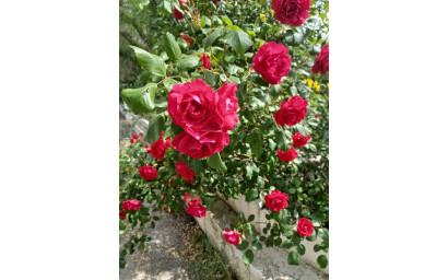 Herverkoop - Villa -
Sax