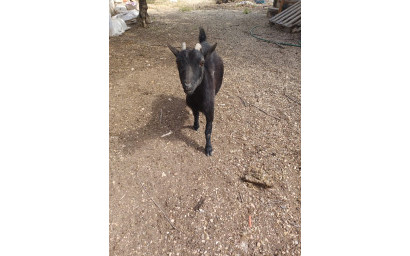 Herverkoop - Villa -
Sax