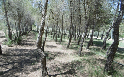 Resale - Villa -
Yecla