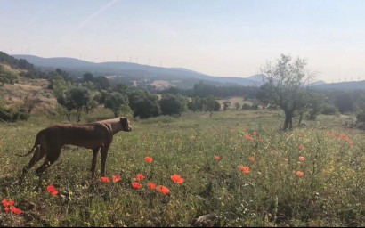 Resale - Finca / Country Property -
Almansa