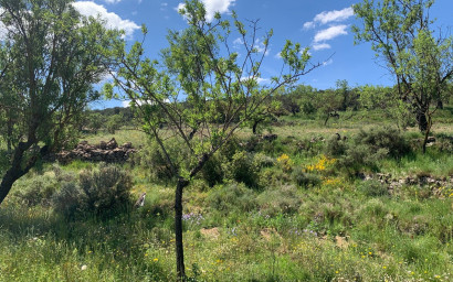 Resale - Finca / Country Property -
Almansa