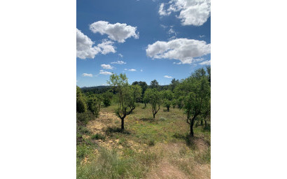 Resale - Finca / Country Property -
Almansa