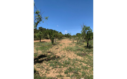 Resale - Finca / Country Property -
Almansa
