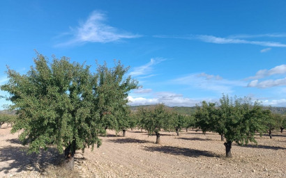 Herverkoop - Land -
Yecla