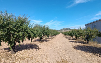 Herverkoop - Land -
Yecla