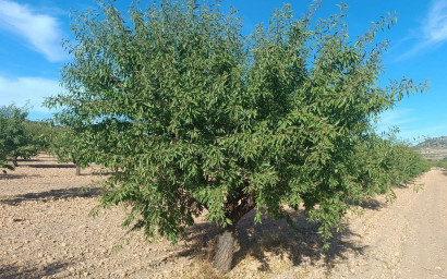 Herverkoop - Land -
Yecla