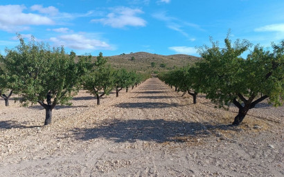 Herverkoop - Land -
Yecla