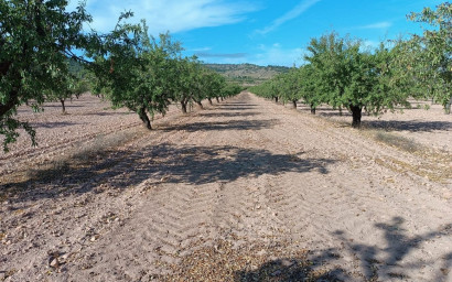 Herverkoop - Land -
Yecla