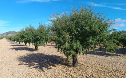 Herverkoop - Land -
Yecla