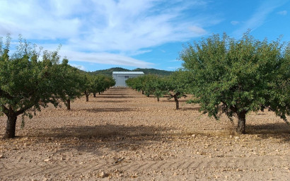 Herverkoop - Land -
Yecla