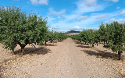 Herverkoop - Land -
Yecla