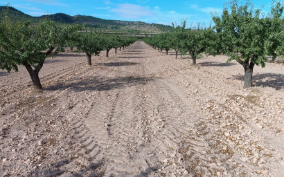 Herverkoop - Land -
Yecla