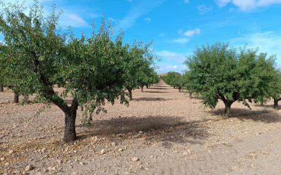 Herverkoop - Land -
Yecla