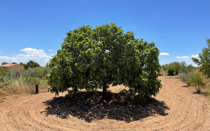 Resale - Finca / Country Property -
Raspay - Raspay Murcia