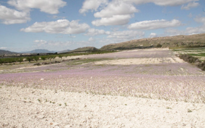 Resale - Finca / Country Property -
Cañada del Trigo - Canada del Trigo Murcia