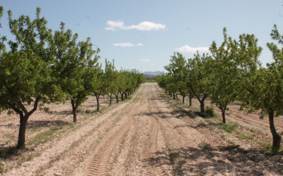 Resale - Finca / Country Property -
Cañada del Trigo - Canada del Trigo Murcia