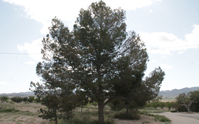 Resale - Finca / Country Property -
Cañada del Trigo - Canada del Trigo Murcia