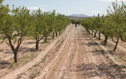 Resale - Finca / Country Property -
Cañada del Trigo - Canada del Trigo Murcia