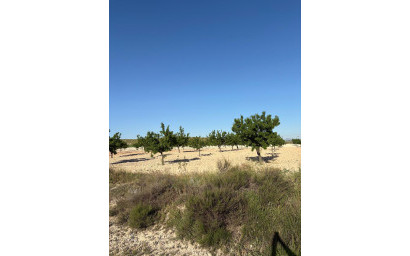 Resale - Finca / Country Property -
Cañada del Trigo - Canada del Trigo Murcia