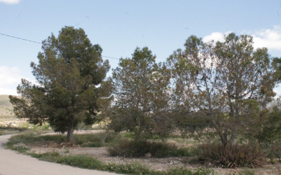 Resale - Finca / Country Property -
Cañada del Trigo - Canada del Trigo Murcia