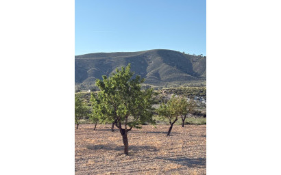 Resale - Finca / Country Property -
Cañada del Trigo - Canada del Trigo Murcia