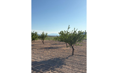 Resale - Finca / Country Property -
Cañada del Trigo - Canada del Trigo Murcia
