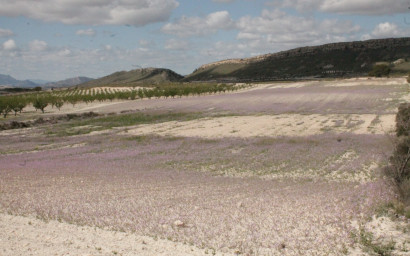 Resale - Finca / Country Property -
Cañada del Trigo - Canada del Trigo Murcia