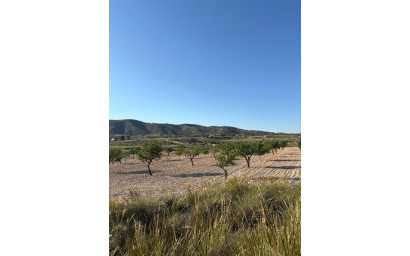 Resale - Finca / Country Property -
Cañada del Trigo - Canada del Trigo Murcia