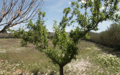 Revente - Maison de campagne -
Villena - Villena Alicante