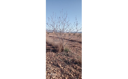 Resale - Finca / Country Property -
Pinoso - Pinoso Alicante