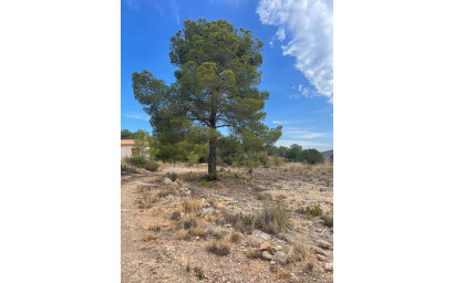 Resale - Land -
Pinoso - Pinoso Alicante