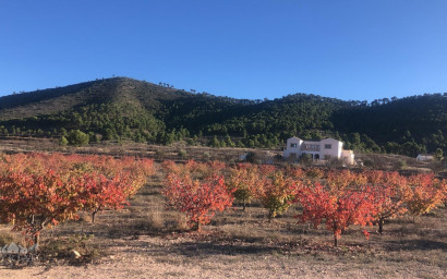 Resale - Villa -
Pinoso - Pinoso Alicante