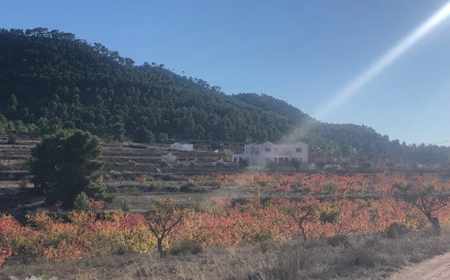 Resale - Villa -
Pinoso - Pinoso Alicante