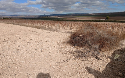 Revente - Terrain -
Yecla