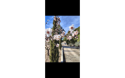 Herverkoop - Landhuis -
Yecla