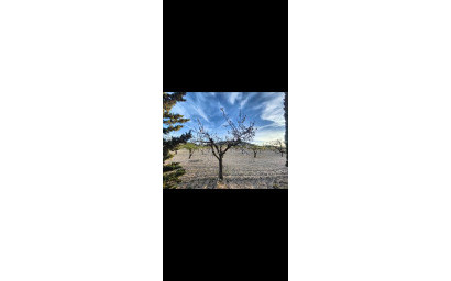 Herverkoop - Landhuis -
Yecla