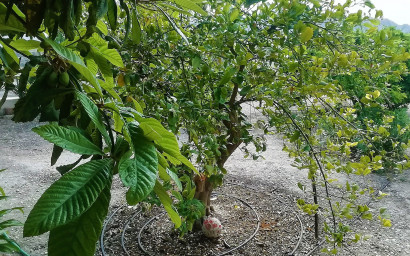 Resale - Villa -
Abanilla