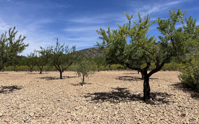 Resale - Villa -
Pinoso