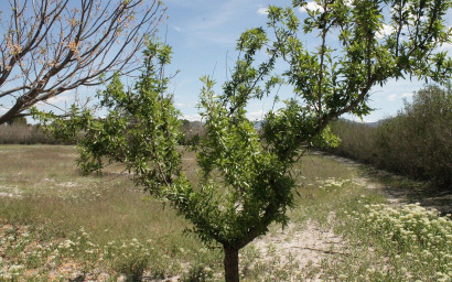 Herverkoop - Landhuis -
Villena