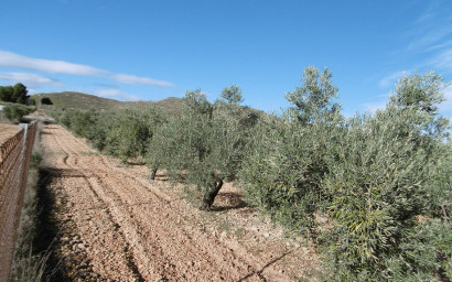 Resale - Finca / Country Property -
Yecla