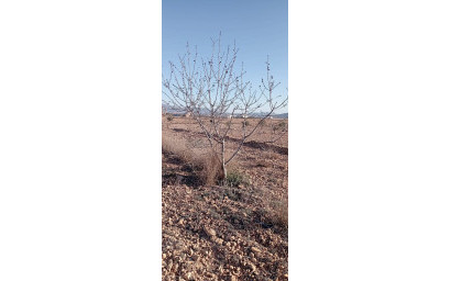 Herverkoop - Landhuis -
Pinoso