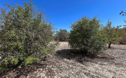 Resale - Finca / Country Property -
Monovar