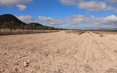 Revente - Terrain -
Yecla