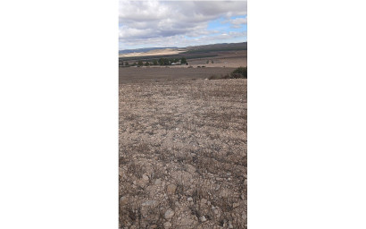 Revente - Terrain -
Yecla