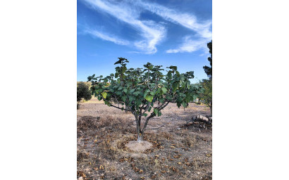 Resale - Finca / Country Property -
Yecla